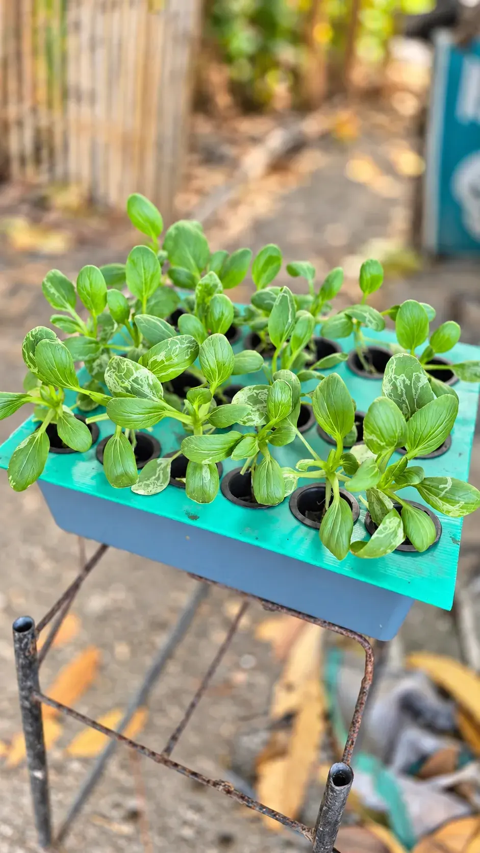 Pak choi seedlings in a teal hydroponic tray